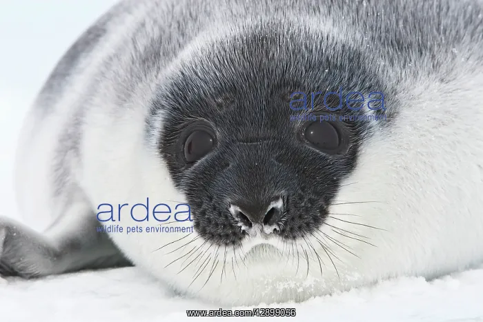 : Hooded Seal - young 4 days old : Hooded Seal - young 4 days old