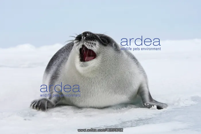  : Hooded Seal - young 4 days old