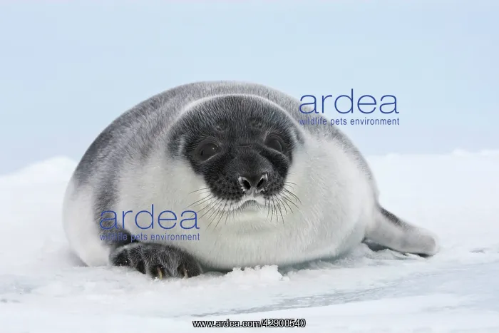 : Hooded Seal - young 4 days old : Hooded Seal - young 4 days old