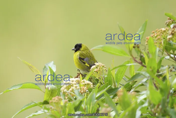 : Hooded Siskin (male) : Hooded Siskin (male)