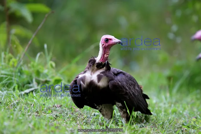 : Hooded Vulture : Hooded Vulture