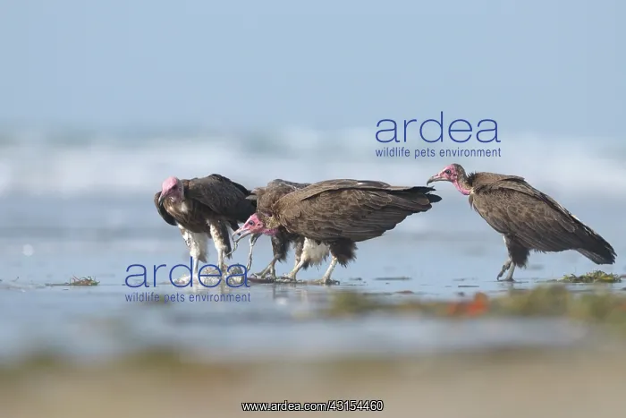: Hooded Vulture : Hooded Vulture