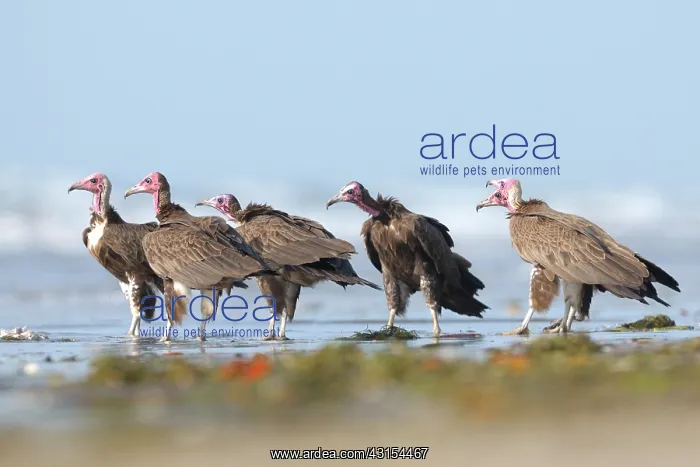 : Hooded Vulture : Hooded Vulture