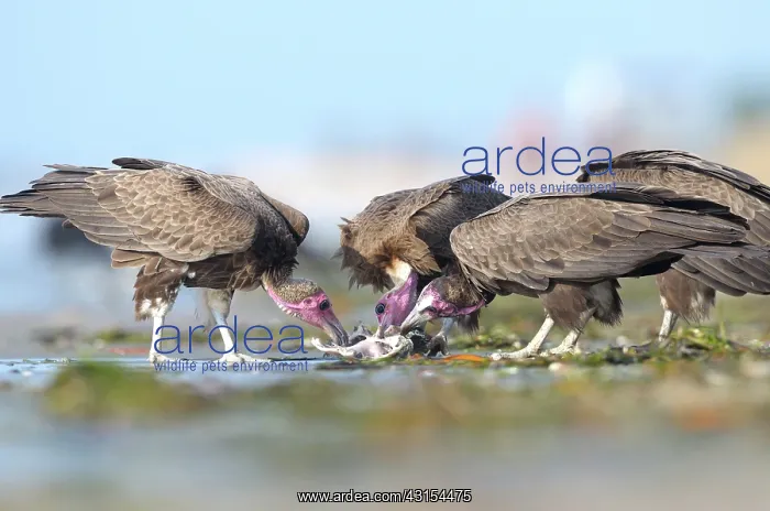 : Hooded Vulture : Hooded Vulture