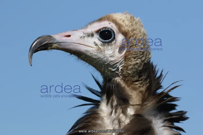 : Hooded Vulture : Hooded Vulture