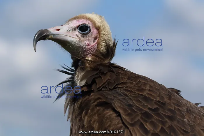 : Hooded Vulture : Hooded Vulture