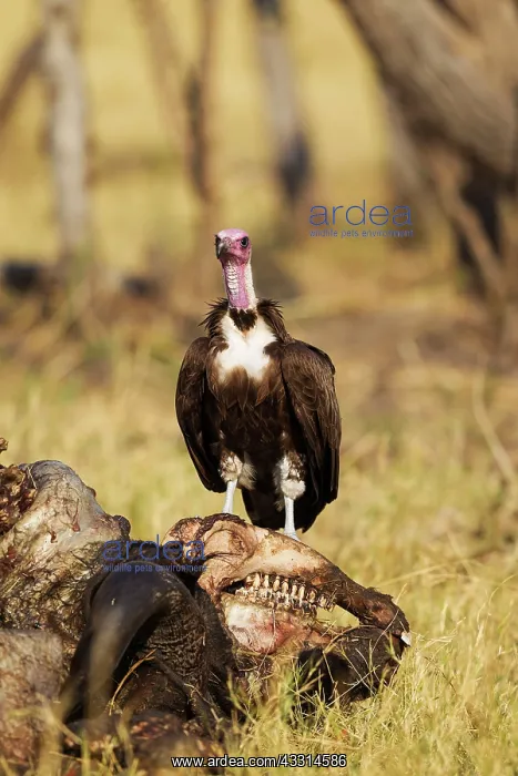  : Hooded Vulture - at the carcass of a Cape Buffalo