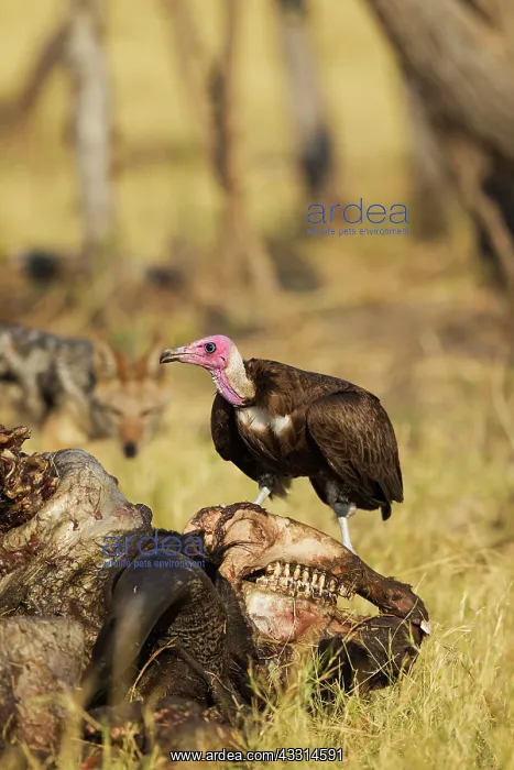 : Hooded Vulture - at the carcass of a Cape Buffalo : Hooded Vulture - at the carcass of a Cape Buffalo