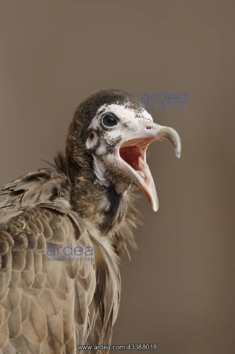 : Hooded vulture (Necrosyrtes monachus), portrait : Hooded vulture (Necrosyrtes monachus), portrait