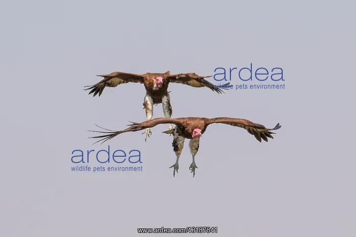 : Hooded Vultures (Necrosyrtes monachus) arrival of : Hooded Vultures (Necrosyrtes monachus) arrival of