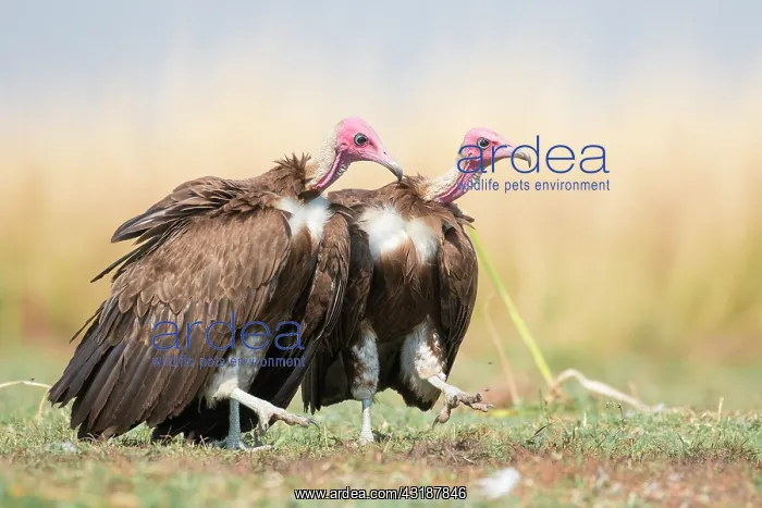 : Hooded Vultures (Necrosyrtes monachus) couple patrolling : Hooded Vultures (Necrosyrtes monachus) couple patrolling