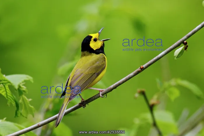  : Hooded Warbler