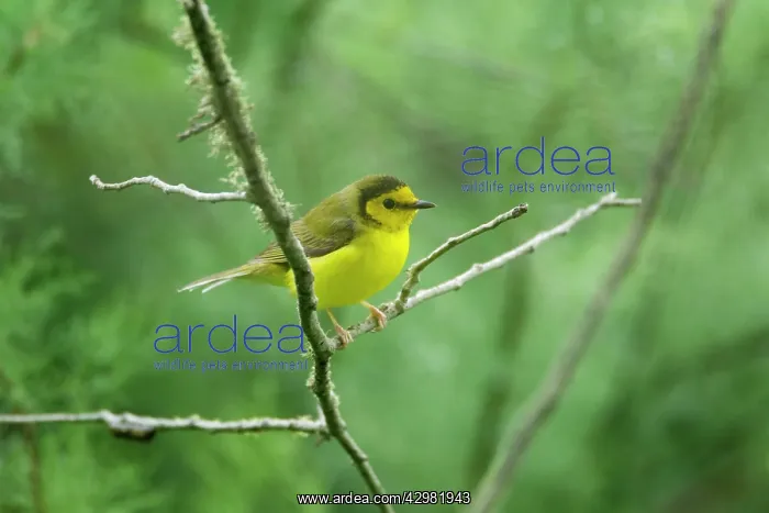 : Hooded Warbler : Hooded Warbler