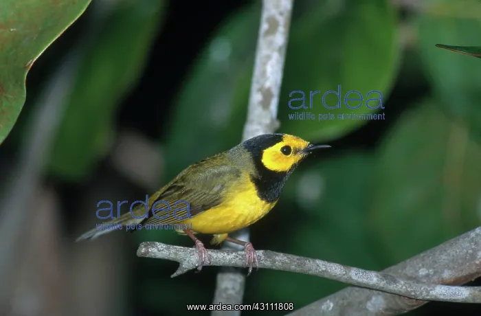 : Hooded Warbler : Hooded Warbler