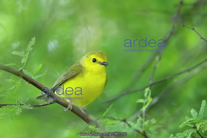 : Hooded Warbler - female : Hooded Warbler - female