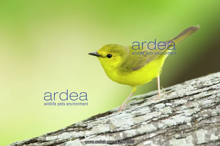 : Hooded Warbler - female : Hooded Warbler - female