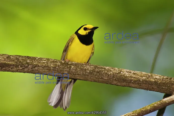 : Hooded Warbler - male : Hooded Warbler - male