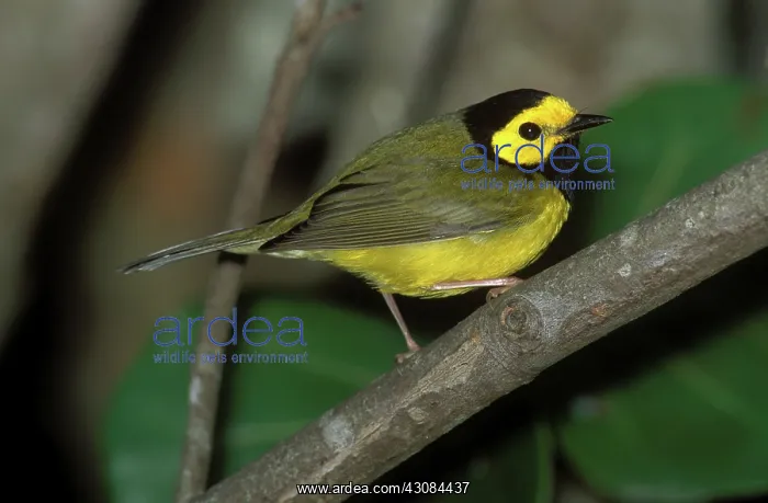 : Hooded Warbler male : Hooded Warbler male