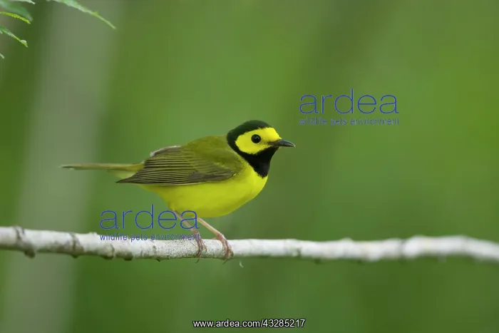 : Hooded warbler - male on migration : Hooded warbler - male on migration