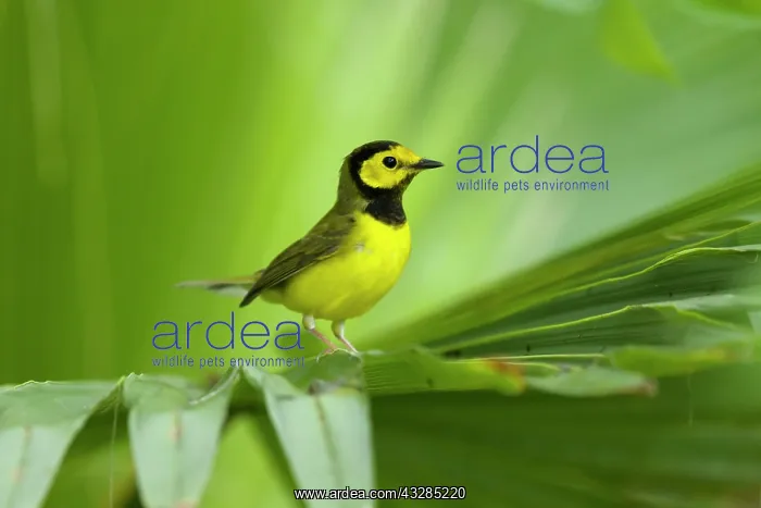 : Hooded warbler - male on migration : Hooded warbler - male on migration