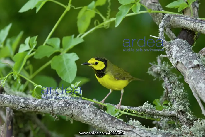 : Hooded warbler - male on migration : Hooded warbler - male on migration