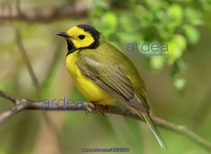 : Hooded Warbler, Wilsonia citrina. Adult male on breeding ter : Hooded Warbler, Wilsonia citrina. Adult male on breeding ter