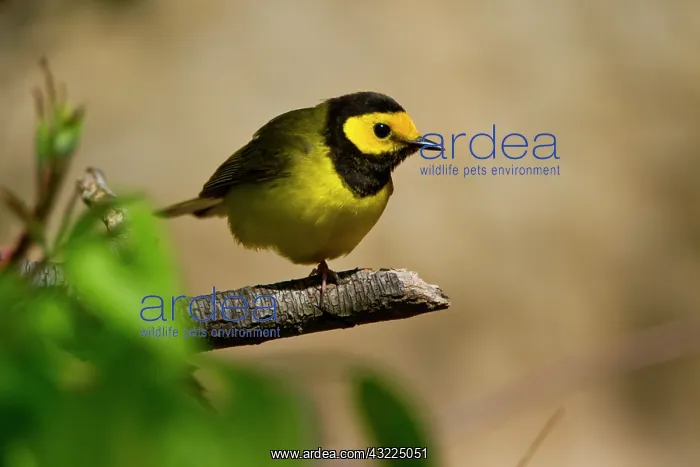 : Hooded Warbler (Wilsonia citrina) adult : Hooded Warbler (Wilsonia citrina) adult