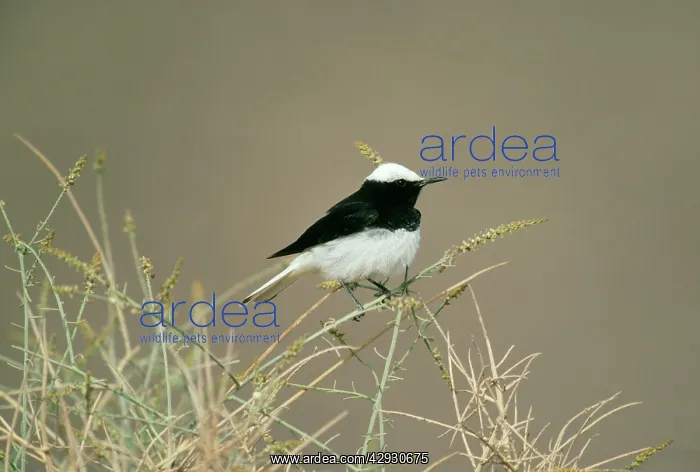 : Hooded Wheatear - Male : Hooded Wheatear - Male