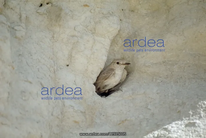 : Hooded WHEATEAR - in nest hole in sandy bank : Hooded WHEATEAR - in nest hole in sandy bank