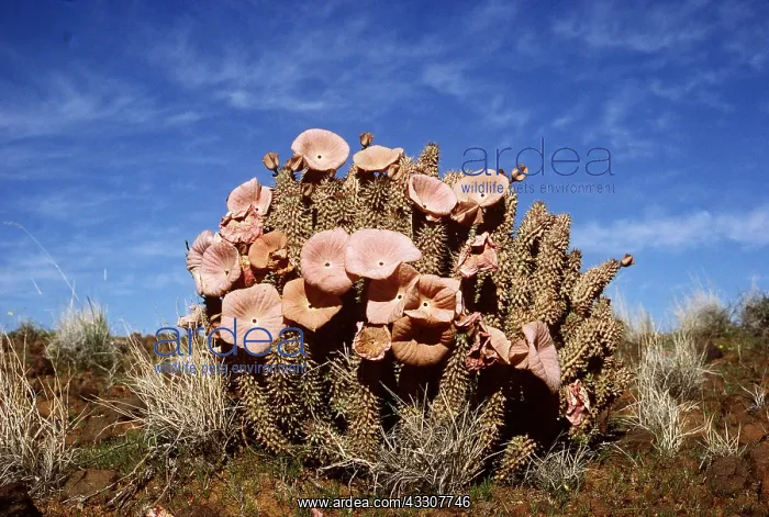 : HOODIA BAINII : HOODIA BAINII