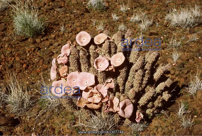 : HOODIA BAINII - desert succulent : HOODIA BAINII - desert succulent