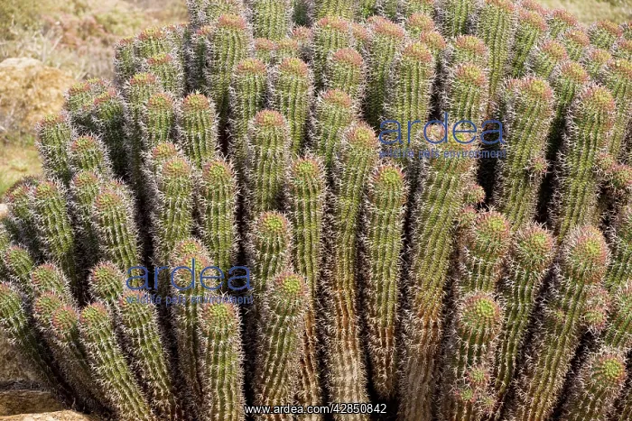  : Hoodia gordonii