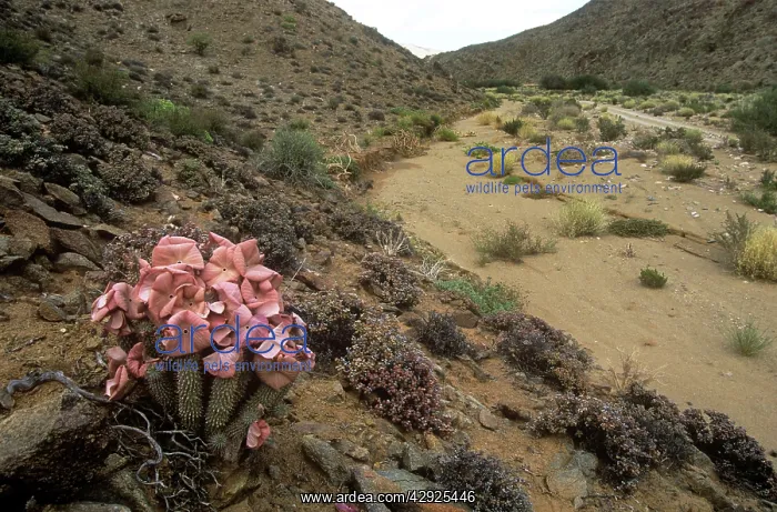 : HOODIA gordonii - in flower : HOODIA gordonii - in flower