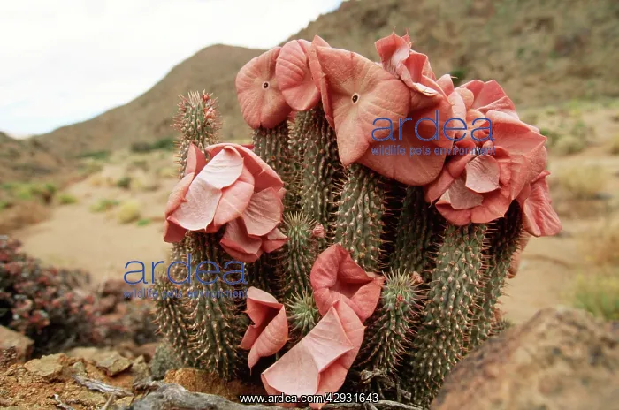 : HOODIA gordonii - in flower : HOODIA gordonii - in flower