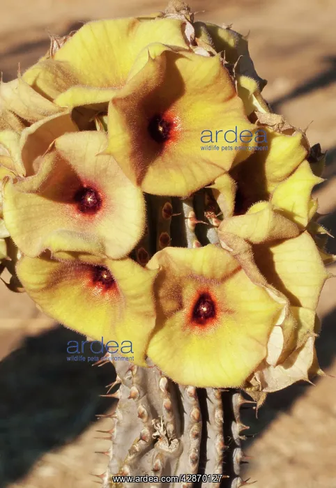 : Hoodia gordonii (yellow form) : Hoodia gordonii (yellow form)