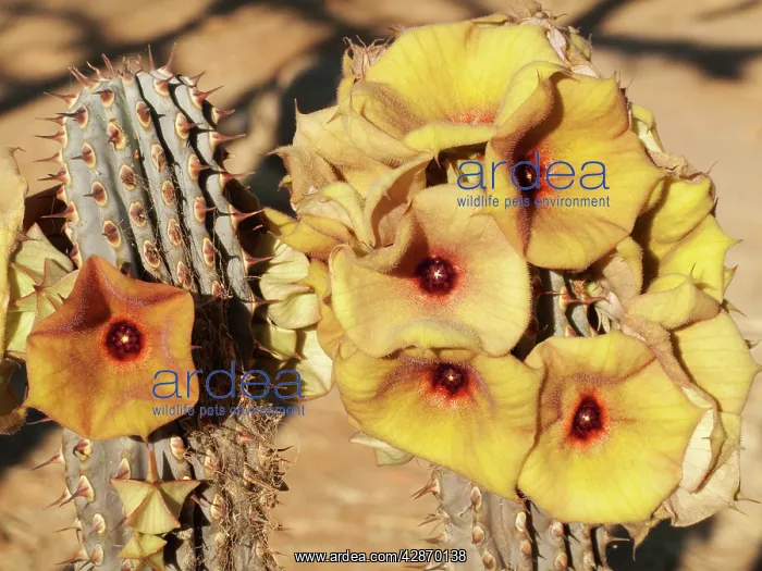 : Hoodia gordonii (yellow form) : Hoodia gordonii (yellow form)
