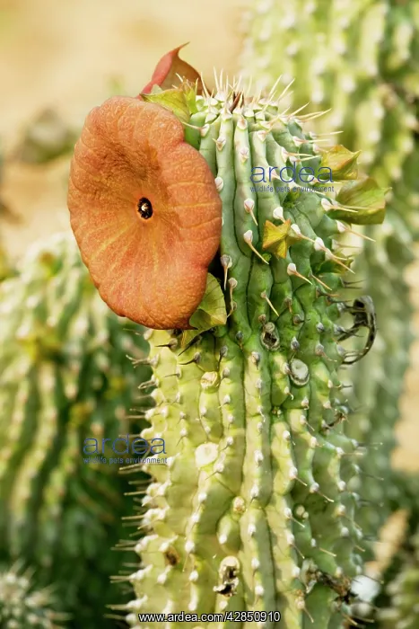 : Hoodia juttae, an asclepiad : Hoodia juttae, an asclepiad