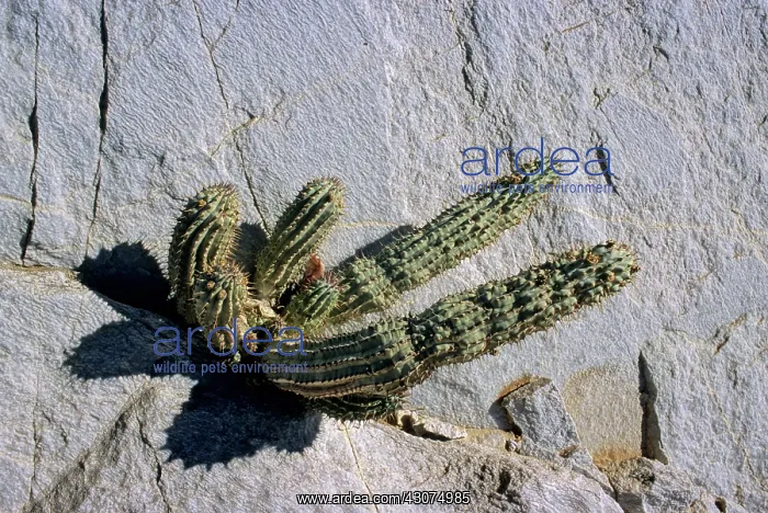 : Hoodia plant, Namib-Naukluft, Namibia : Hoodia plant, Namib-Naukluft, Namibia