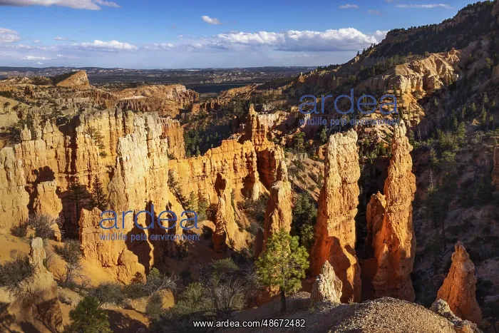 : Hoodoos Bryce Canyon National Park, Utah : Hoodoos Bryce Canyon National Park, Utah