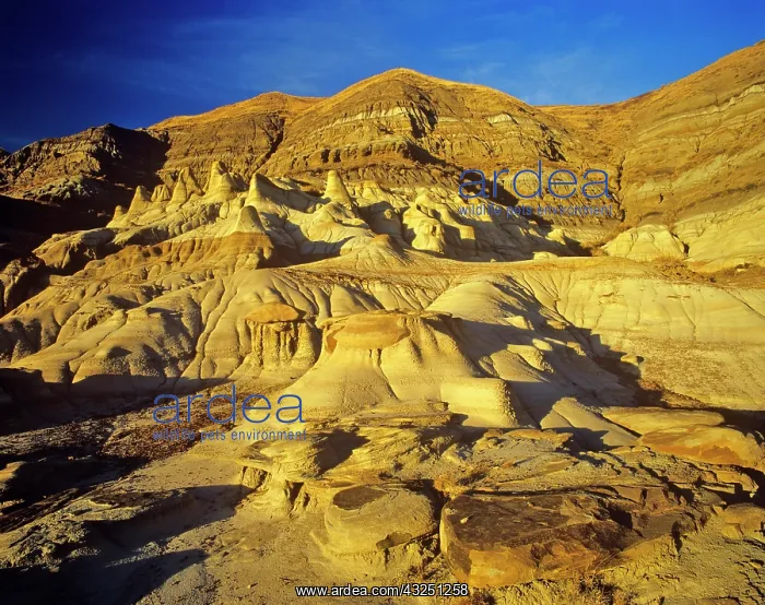 : Hoodoos at Drumheller Alberta, Canada : Hoodoos at Drumheller Alberta, Canada