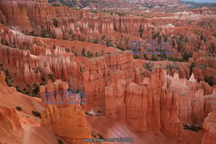 : Hoodoos - occur in Claron formation containing : Hoodoos - occur in Claron formation containing