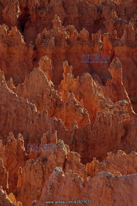  : Hoodoos - occur in Claron formation containing