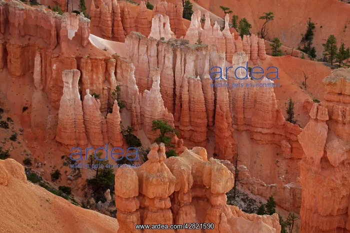 : Hoodoos - occur in Claron formation containing : Hoodoos - occur in Claron formation containing