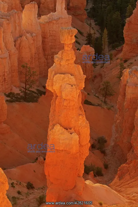 : Hoodoos - occur in Claron formation containing : Hoodoos - occur in Claron formation containing