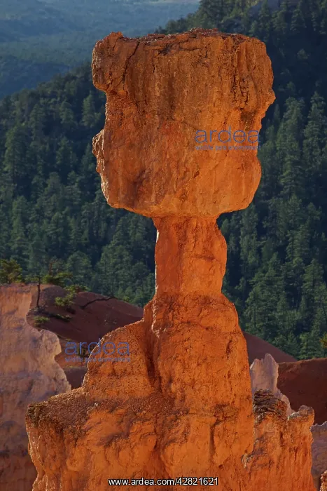  : Hoodoos - occur in Claron formation containing