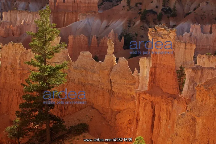 : Hoodoos - occur in Claron formation containing : Hoodoos - occur in Claron formation containing
