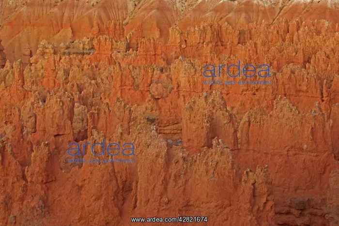 : Hoodoos - occur in Claron formation containing : Hoodoos - occur in Claron formation containing
