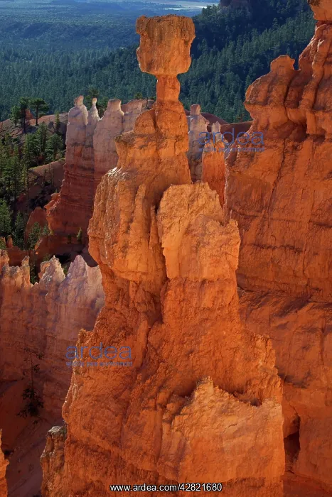 : Hoodoos - occur in Claron formation containing : Hoodoos - occur in Claron formation containing