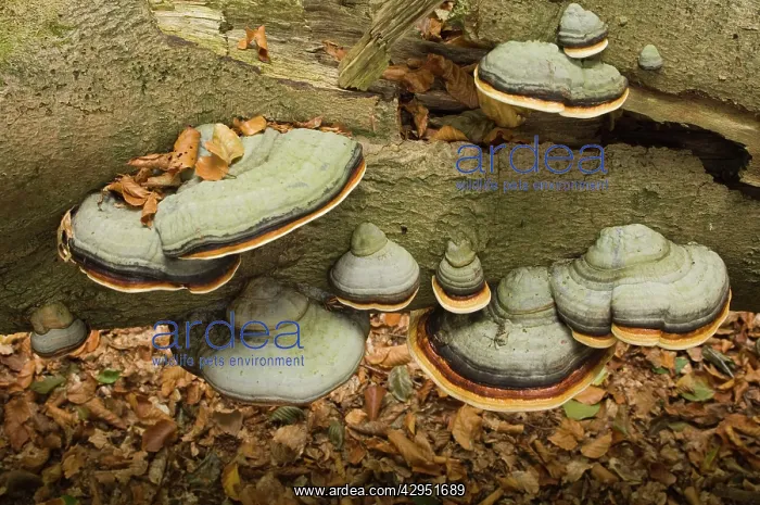 : Hoof fungus : Hoof fungus