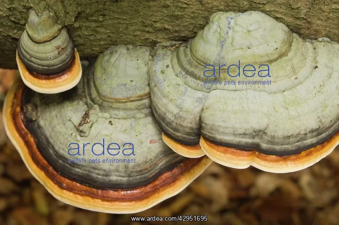 : Hoof fungus : Hoof fungus